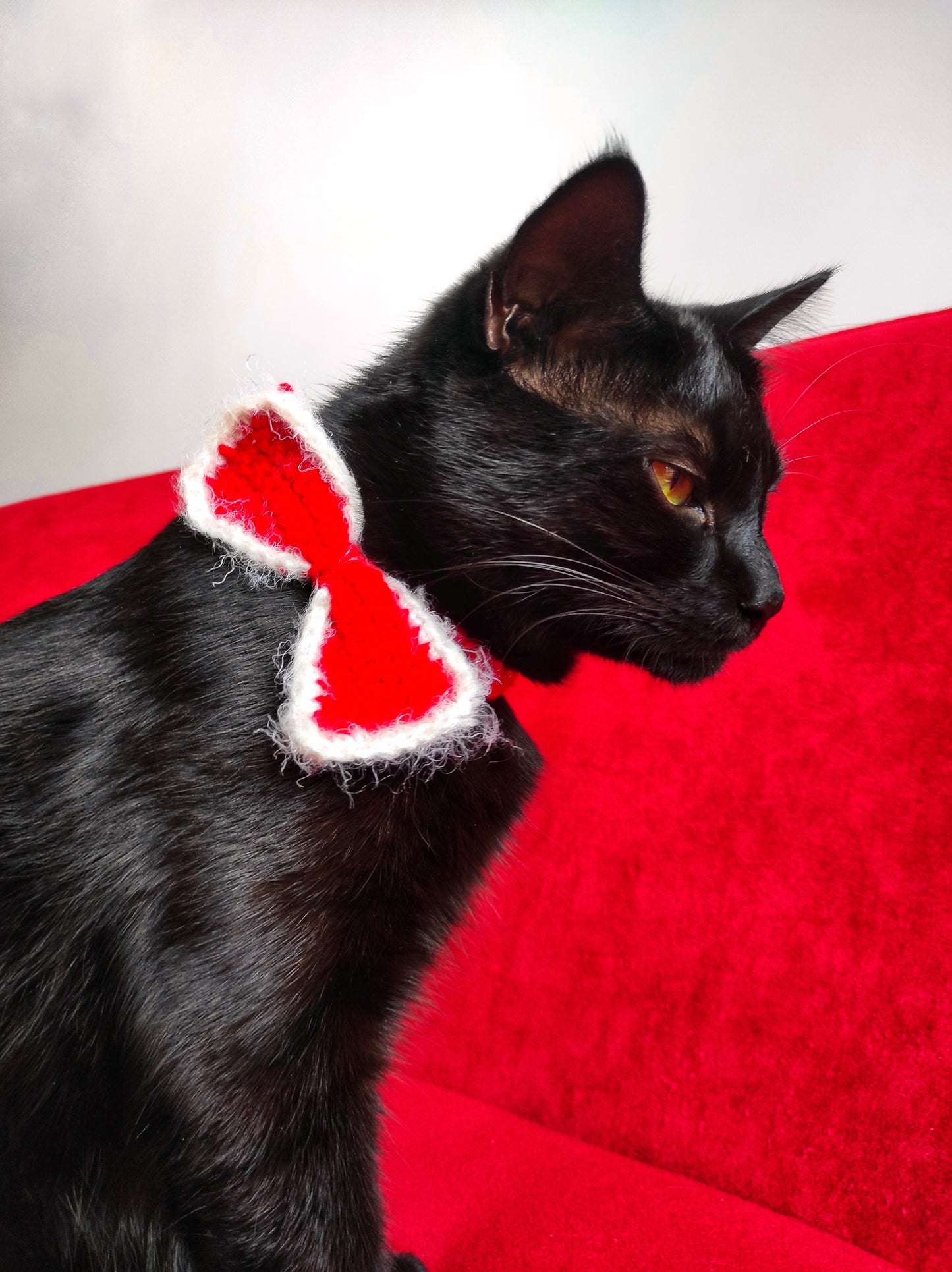 Accessoire chat