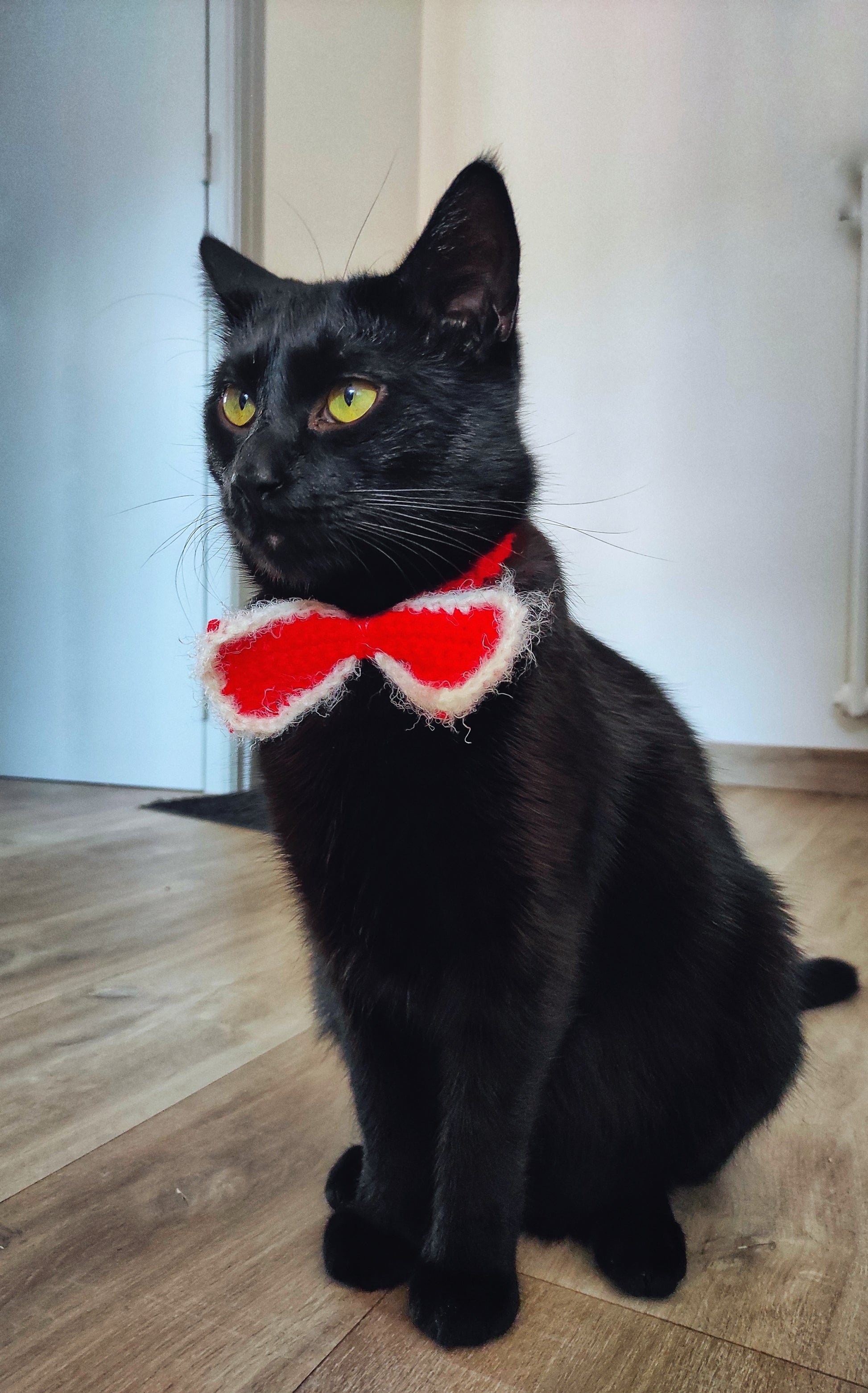 Accessoires animaux