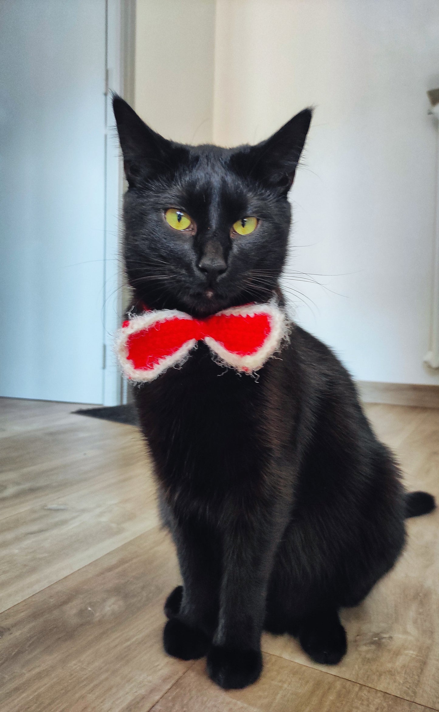 Accessoires chats